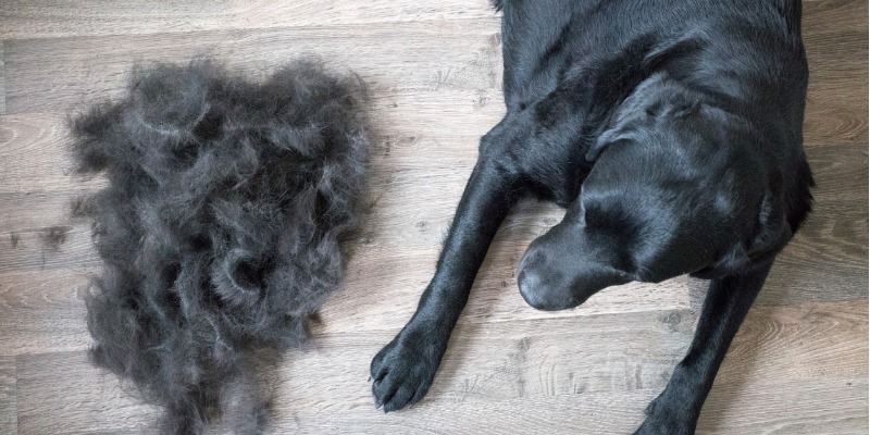 dog pet hair
