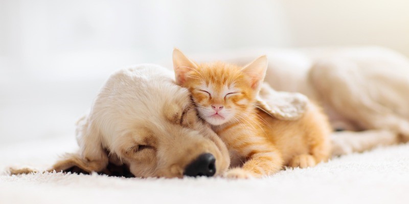 Cat and dog cuddling and sleeping