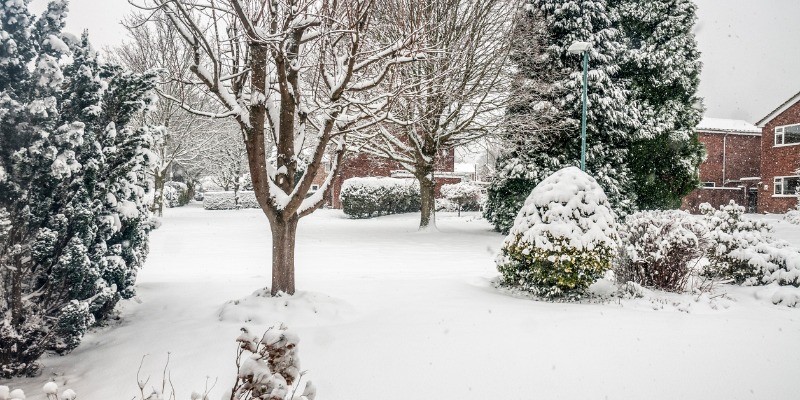 Snow covered lawn and trees in a backyard
