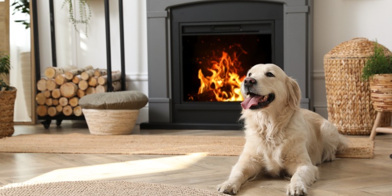 Golden retriever in front of wood burning fireplace - How To Replace Your Old Wood Burning Fireplace With a Gas One